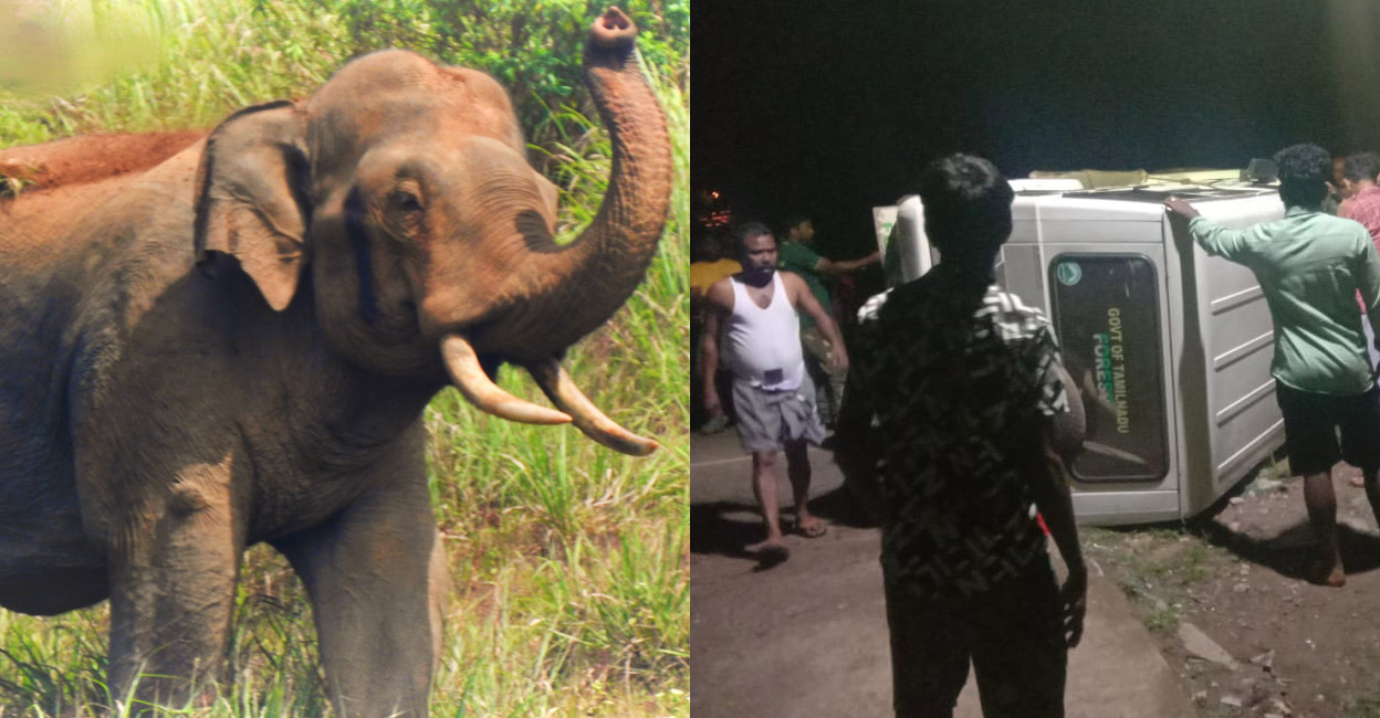 The PT 12 Elephant that was spotted in Pandalur (left). The forest official's vehicle that was overturned by the elephant CT 16 (right). Photo: Special arrangement