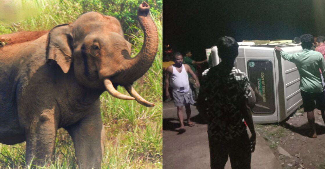 wayanad-elephant The PT 12 Elephant that was spotted in Pandalur (left). The forest official's vehicle that was overturned by the elephant CT 16 (right). Photo: Special arrangement