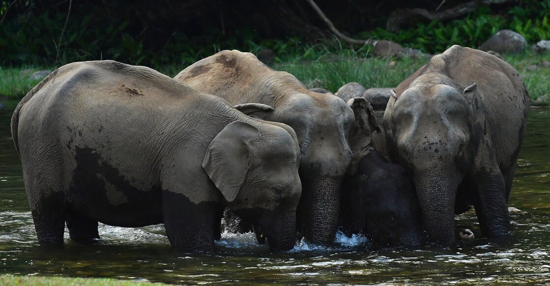 Every evening, herds of elephants come to the stream at Anakkulam to quench their mammoth thirst. Photo: Reju Arnold