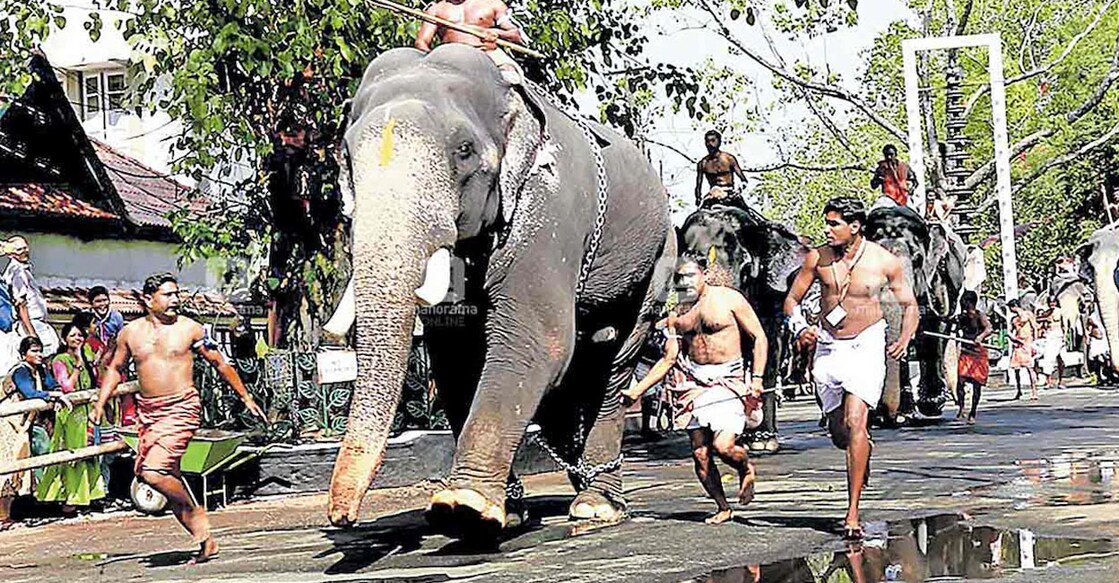 aanayottam An elephant takes part in the anayottam event. File Photo