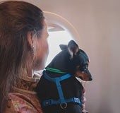 Flying with your pet? Here are the guidelines you should follow