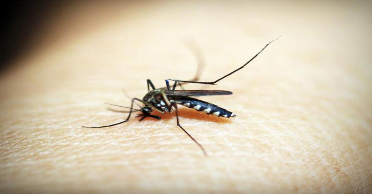 The mosquito-borne life-threatening disease is spread to humans by female Anopheles mosquitoes. Photo: IANS