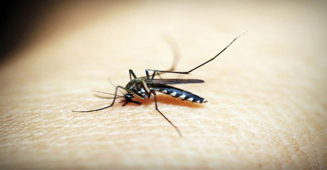 The mosquito-borne life-threatening disease is spread to humans by female Anopheles mosquitoes. Photo: IANS