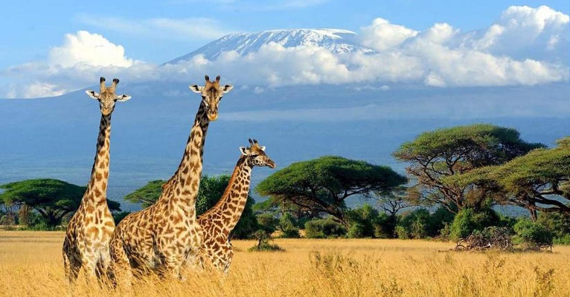 Home to stunning landscapes and untamed wildlife, Kenya is one of the best destinations for nature lovers and adventurers. Photo: IANS