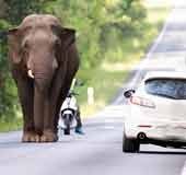 Padayappa, Kattakomban, Hose Komban... What should Munnar tourists do if they encounter elephants?
