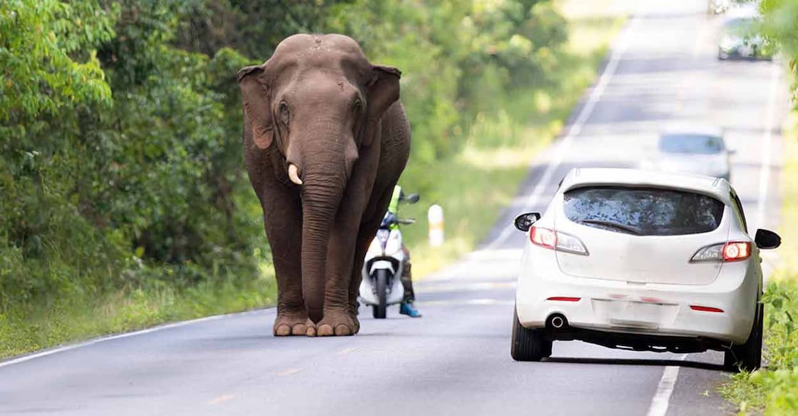 elephant-on-road Representative image/Shutterstock/Thipwan