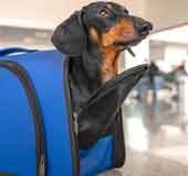 Can you carry your favourite pet animals on train? Railway says yes