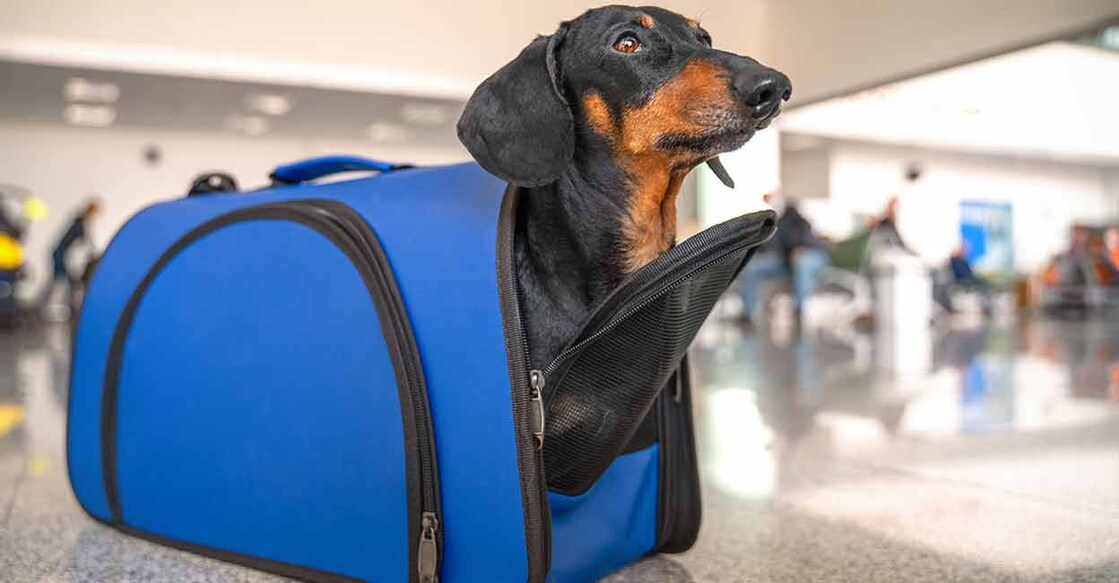 Not just cats and dogs, you could take your pet goat, horse and even elephant on trains. Photo: iStock