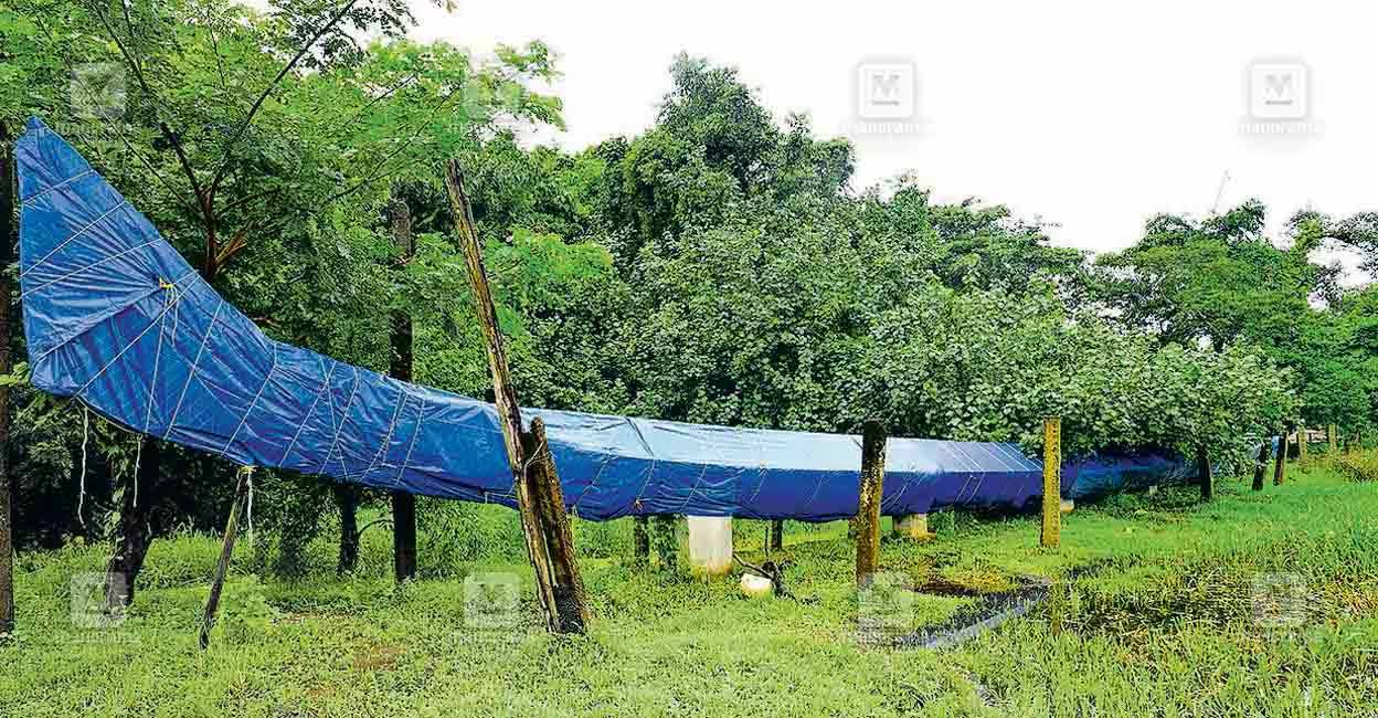 The chundan vallam, kept covered just with a plastic sheet in the premises near the Nedumudi Panchayat Office, is on the verge of ruin, as it is exposed to rain and sunlight. Photo: Manorama