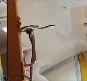 Video: Snake on Jabalpur - Mumbai train, passengers evacuated 