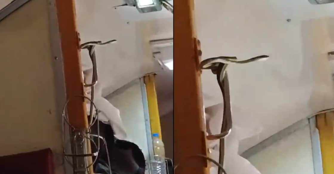 snake-train After spotting the snake, the passengers were evacuated to another coach. Photo: X/@screengrab