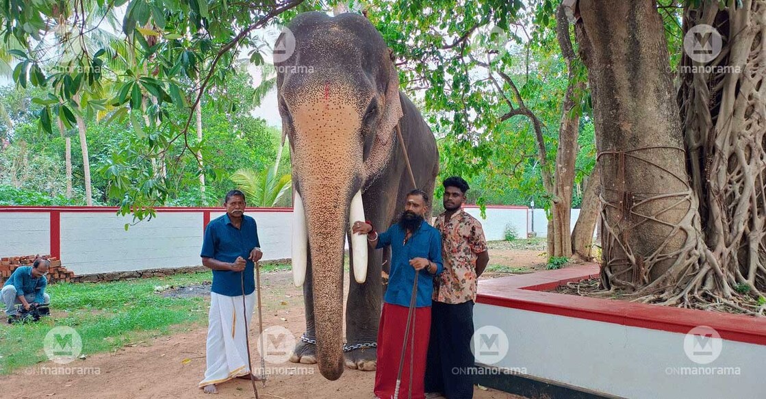 Thechikkottukavu Ramachandran is synonymous with Kerala’s elephant lore. Photo: Josemon Varghese