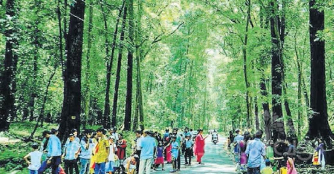 Kannavam forest Kannavam forest. Photo: Onmanorama