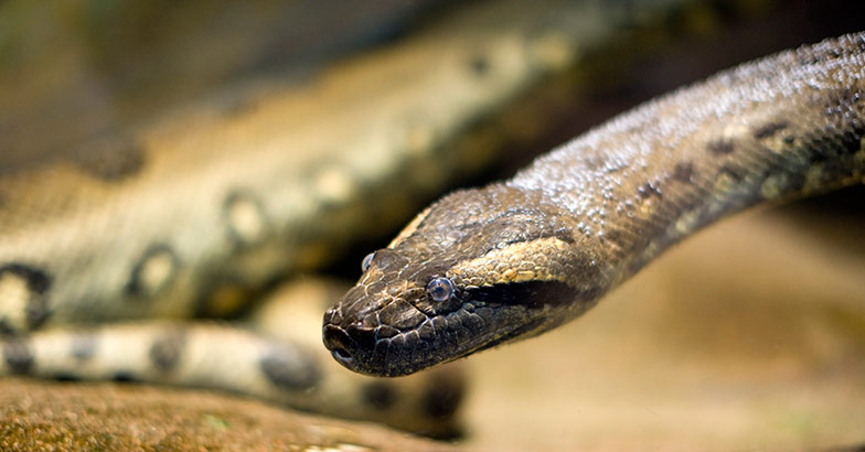 How Angela, the 'pregnant' anaconda, fooled the TVPM zoo authorities |  anaconda | thiruvananthapuram zoo | pregnant snake | Kerala News | Regional  News
