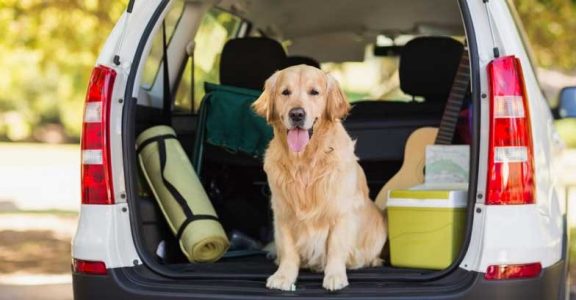 Dogs you can travel hot sale with