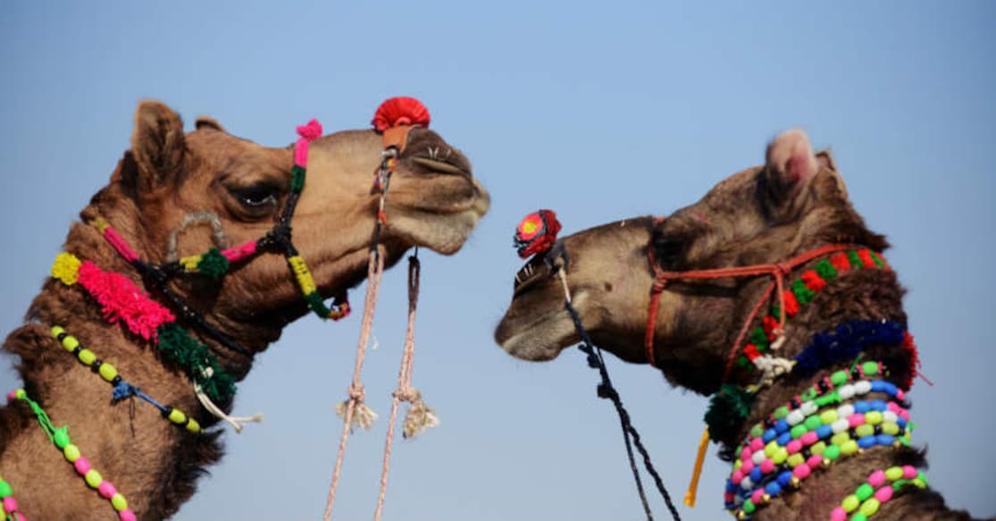 Discovering Pushkar's sacred essence