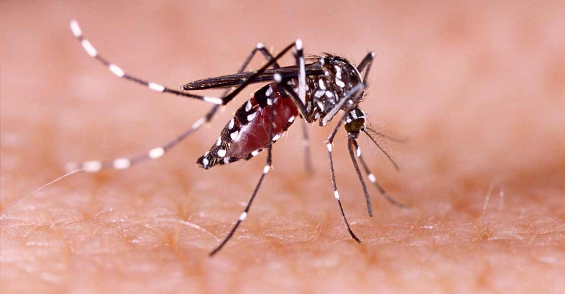 Aedes aegypti Photo: Shutterstock