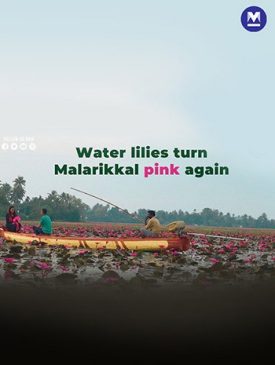  Malarikkal: A glossy pink paradise of water lilies