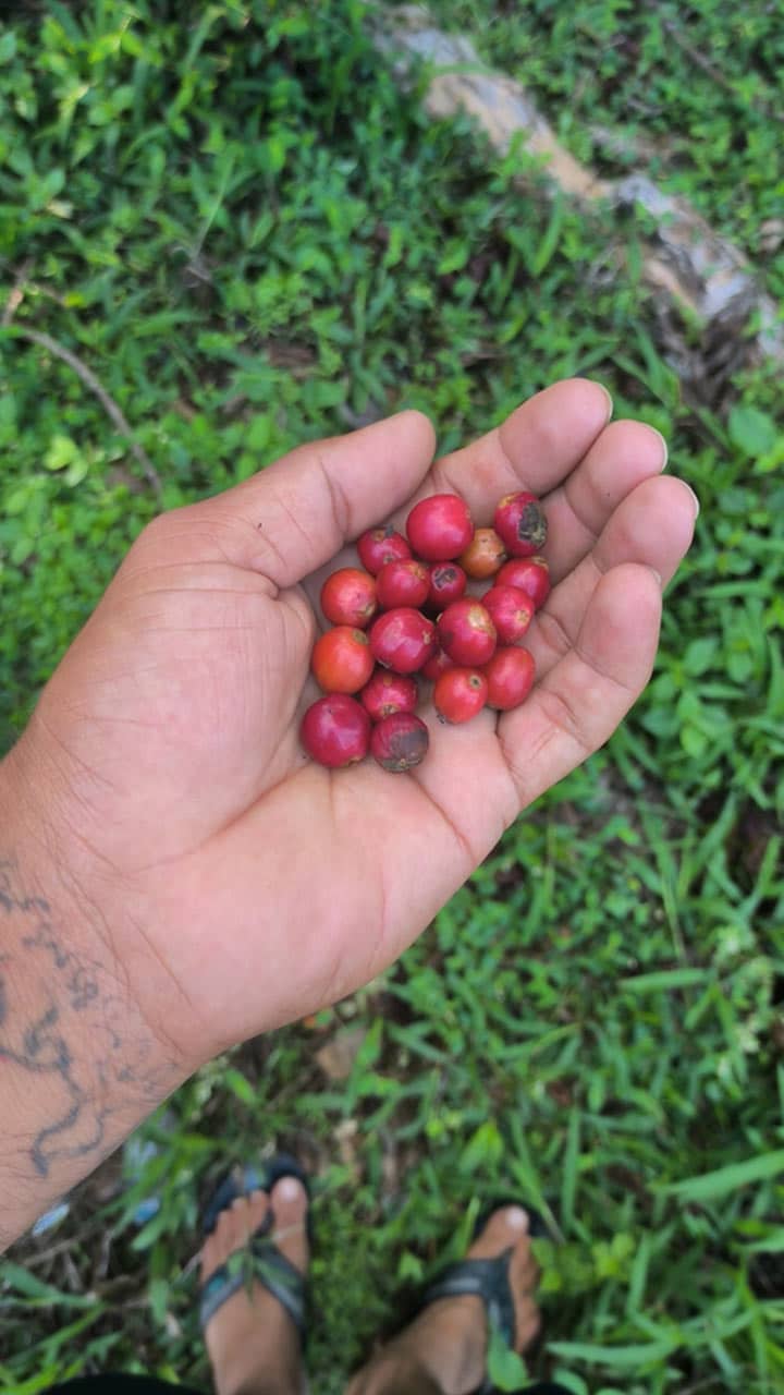 On this International Coffee Day, we honour the rich and aromatic legacy of South Indian coffee, a region where coffee is woven into daily life and social interaction.