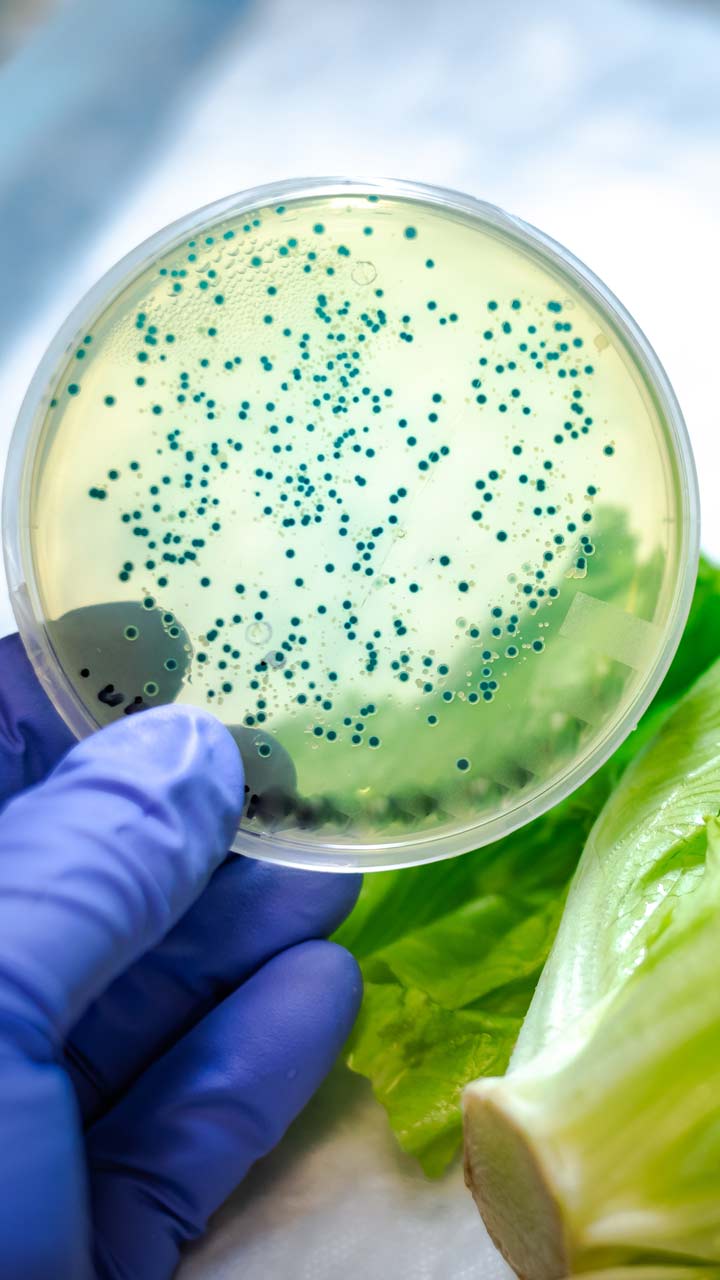 Stomach flu tends to strike suddenly, with symptoms appearing within a relatively short time frame after exposure to the virus. Food poisoning symptoms, on the other hand, can appear within hours or days after consuming contaminated food.