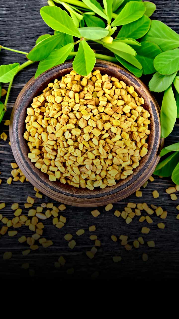 Fenugreek