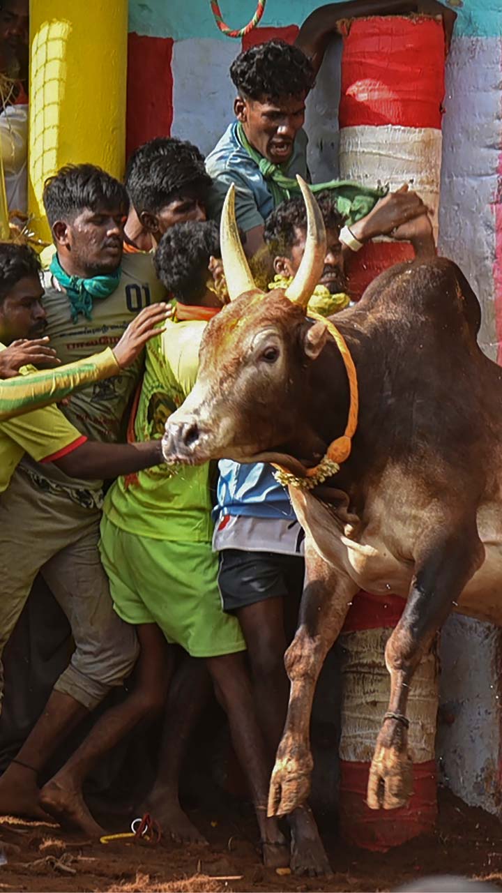 Animal rights groups had petitioned the court after Tamil Nadu amended a law in 2017