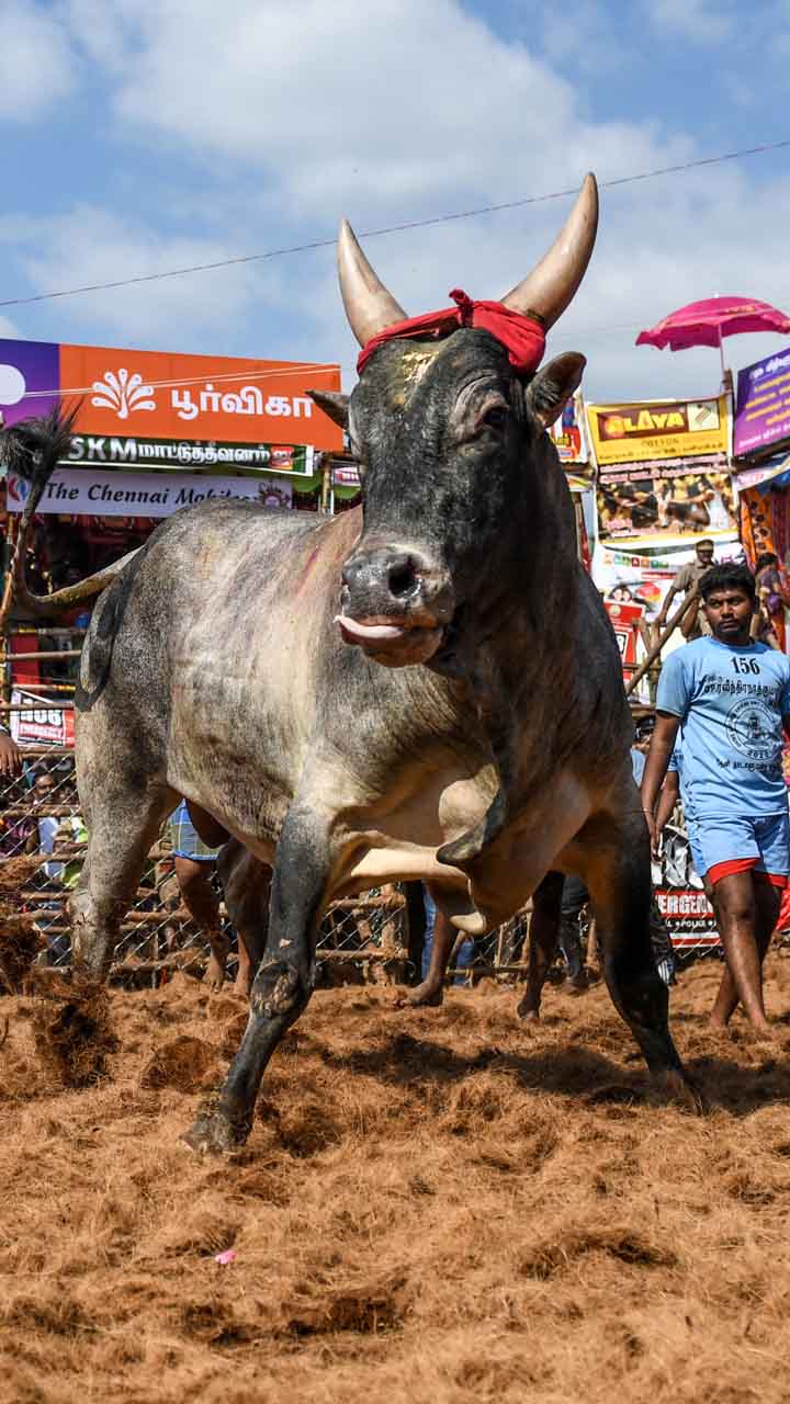 During Jallikattu, people try to grab charging bulls by their sharpened horns or jump on their backs.
