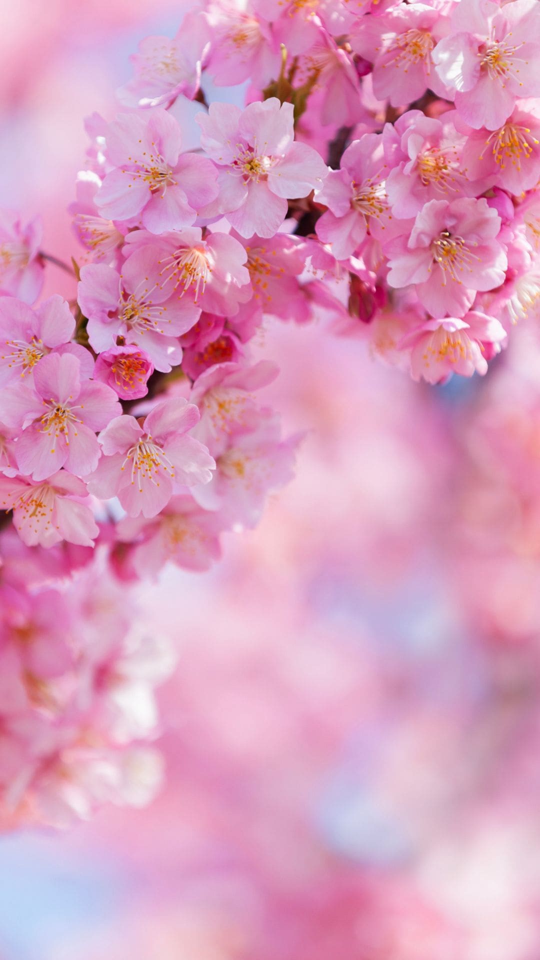 Bengaluru cherry blossom season: Locations 