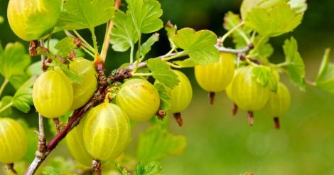 Gooseberry