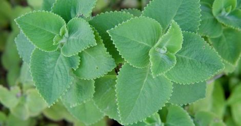 Indian Borage