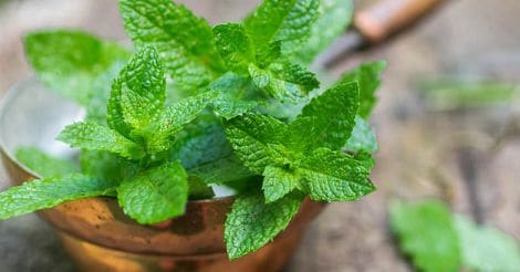 Mint leaves