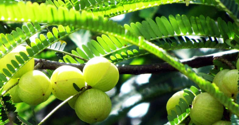 gooseberry gooseberry