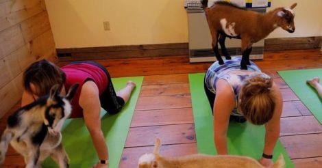 Yoga Yoga
