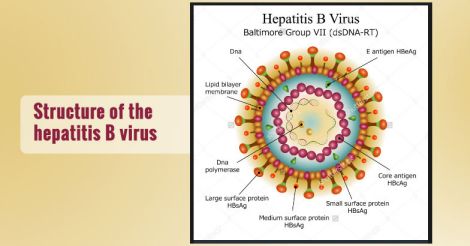 Structure of the Hepatitis B