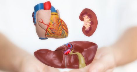 Heart Liver Kidney