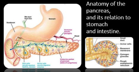 Everyday Health | Drinker’s nightmare: the curious case of the pancreas, an organ capable of destroying itself