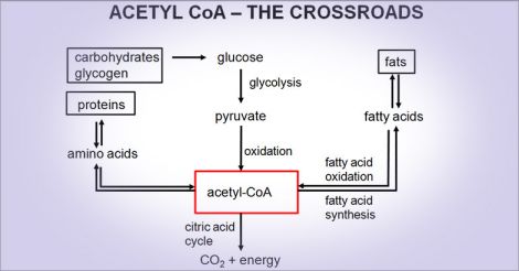 Acetyl CoA