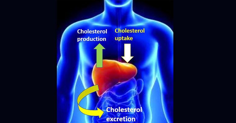 How it's made: Cholesterol production in your body - Harvard Health