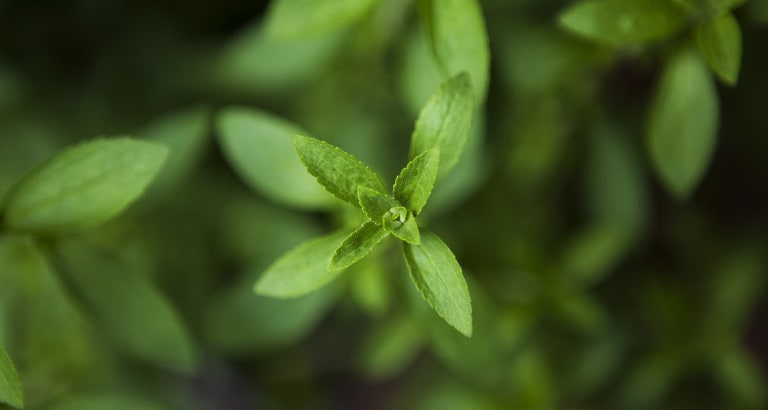 stevia stevia