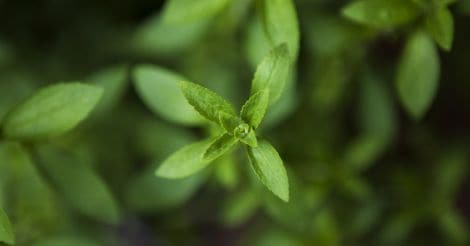 Stevia