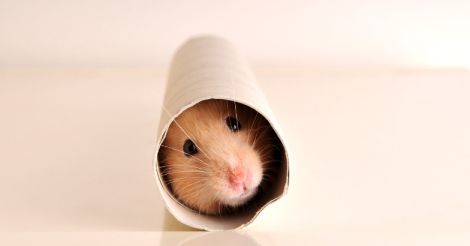 Heal Thy Self | Paws and effect… how a pet can boost your mental health