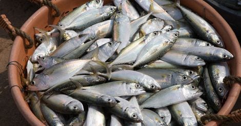 Heal Thy Self | Smart foods: Do they really exist?