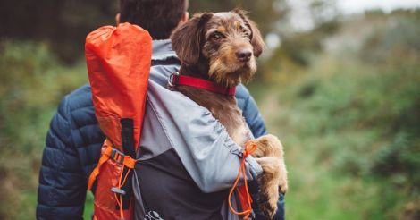 Heal Thy Self | Paws and effect… how a pet can boost your mental health