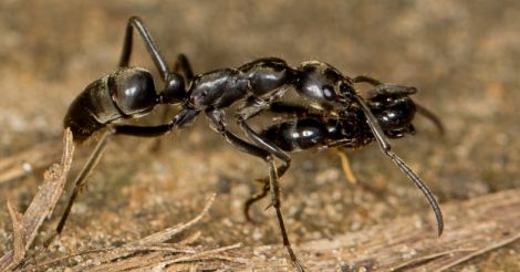 African Matabele ants