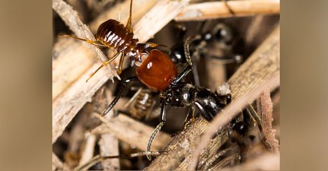 African Matabele ants