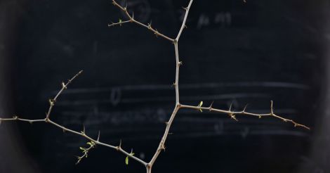 Christ's 'crown of thorns' tree may help in climate change fight