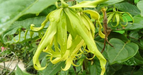 Ylang ylang oil