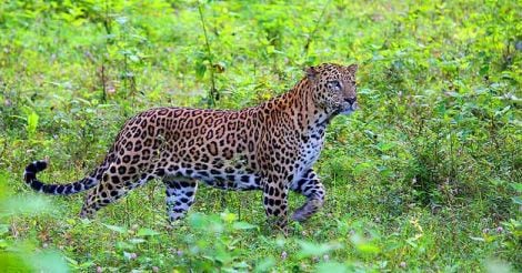 Her-click: Aparna keeps a hawk eye on owls