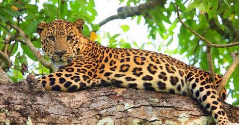 Her-click: Aparna keeps a hawk eye on owls