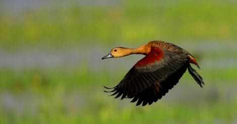 Her-click: Aparna keeps a hawk eye on owls